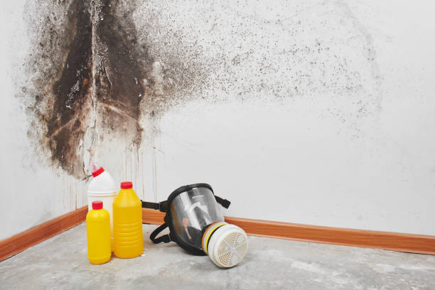 Best Residential Mold Remediation in Wildewood, MD