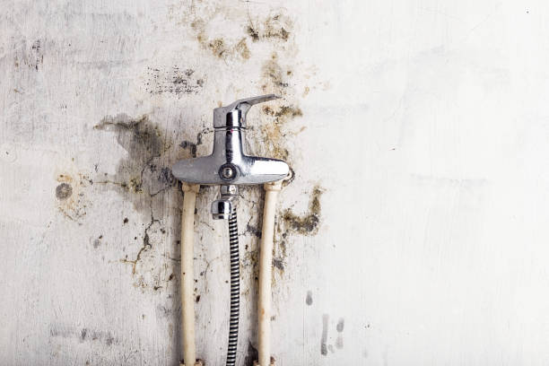 Best Emergency Mold Remediation in Wildewood, MD