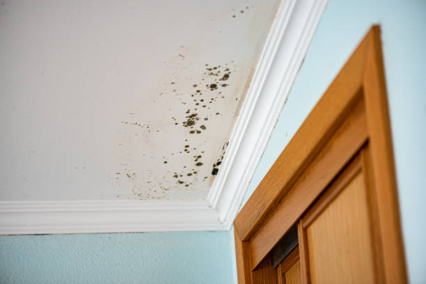 Best Post-Flood Mold Remediation in Wildewood, MD