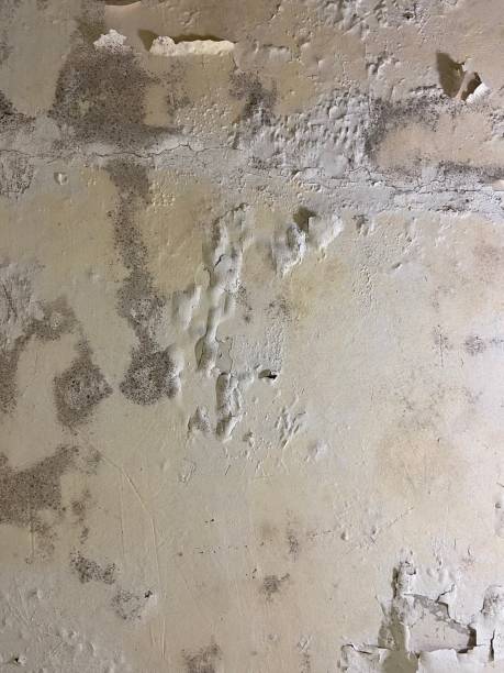 Best Bathroom Mold Remediation in Wildewood, MD